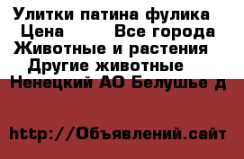 Улитки патина фулика › Цена ­ 10 - Все города Животные и растения » Другие животные   . Ненецкий АО,Белушье д.